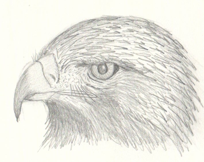 portrait au crayon d'aigle royal