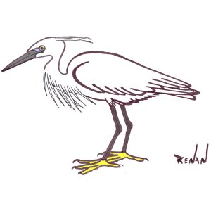 coloriage d'aigrette garzette