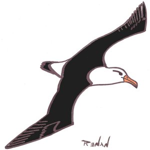 coloriage d'albatros à sourcil noir