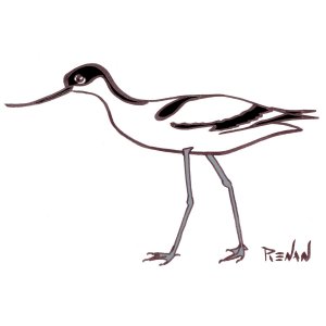 coloriage d'avocette lgante