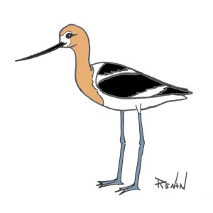 coloriage d'avocette d'Amrique