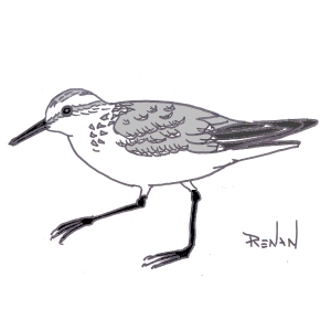 coloriage de bcasseau sanderling