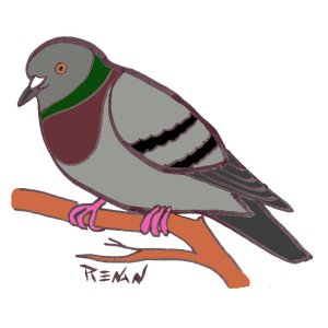 coloriage de pigeon biset