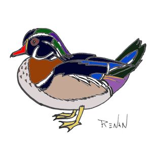 coloriage de canard carolin