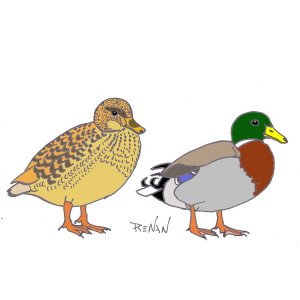 coloriage de canard colvert