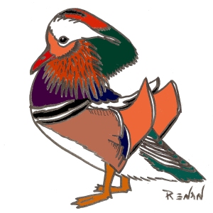 coloriage de canard mandarin