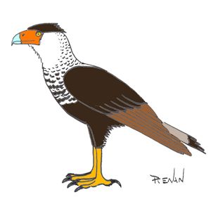 coloriage de caracara du nord