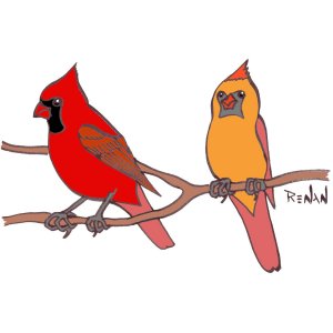 coloriage de cardinal rouge