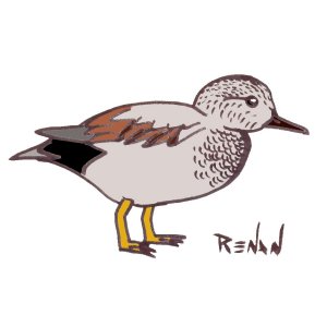 coloriage de canard chipeau