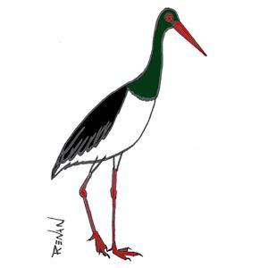 coloriage de cigogne noire