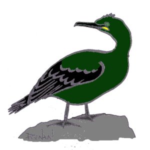 coloriage de cormoran huppé