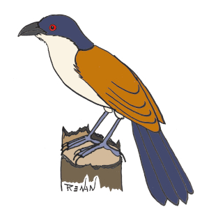 coloriage de coucal du Sngal