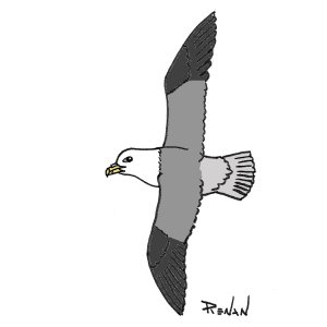 coloriage de fulmar boral