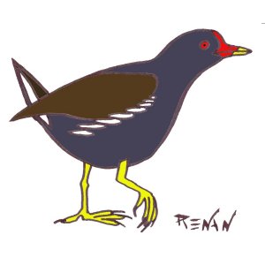 coloriage de gallinule poule d'eau