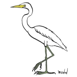 coloriage de grande aigrette