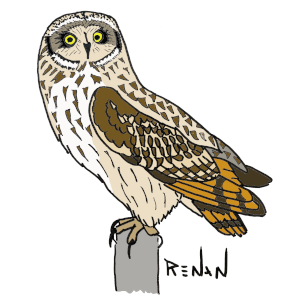 coloriage de hibou des marais