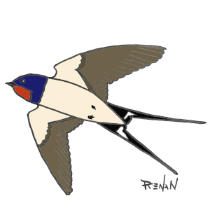 coloriage d'hirondelle rustique en vol