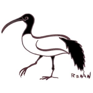 coloriage d'ibis sacré