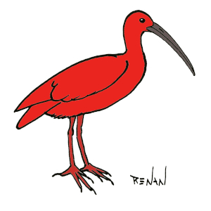 coloriage d'ibis rouge