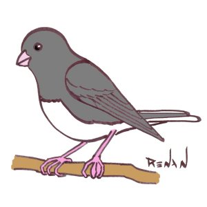 coloriage de junco ardois