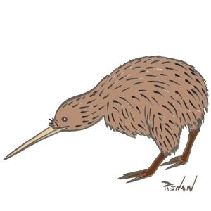 coloriage de kiwi austral