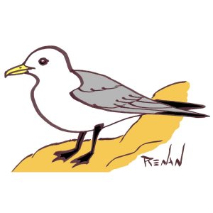 coloriage de mouette tridactyle