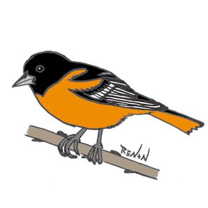 coloriage d'oriole de Baltimore