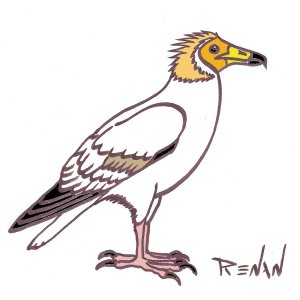 coloriage de vautour percnoptère