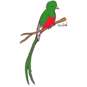 coloriage de quetzal resplendissant