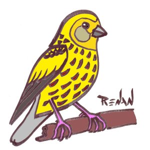 coloriage de serin des Canaries