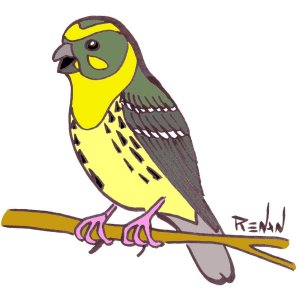 coloriage de serin cini