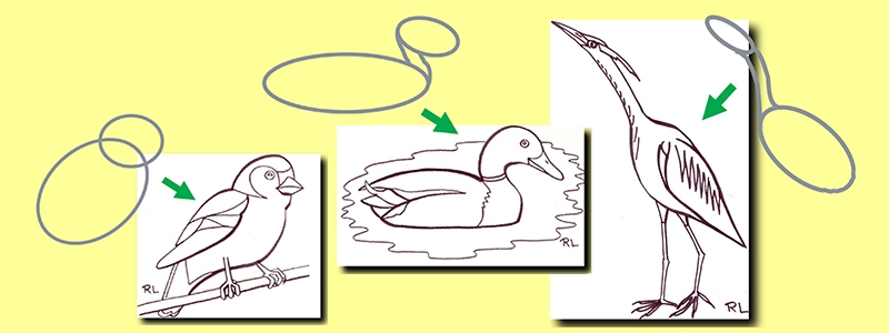 dessiner un oiseau : le corps et la tte