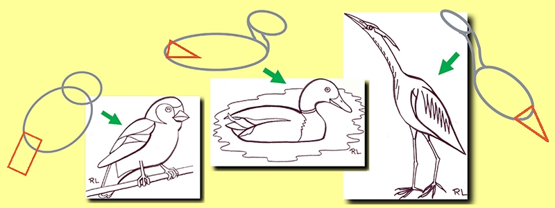 dessiner un oiseau : la queue