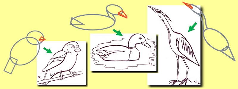 dessiner un oiseau : le bec