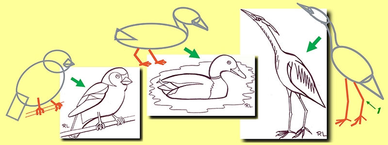 dessiner un oiseau : les pattes