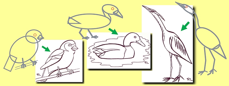 dessiner un oiseau : l'il
