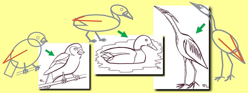 dessiner un oiseau : l'aile