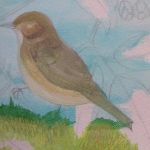 la première couche de lavis pour peindre un oiseau à la gouache