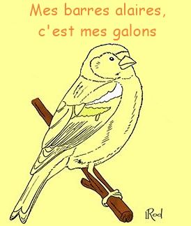 la bavette chez les oiseaux