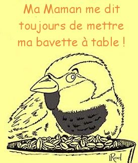 la bavette chez les oiseaux