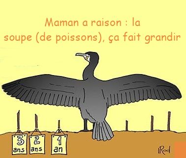 l'envergure d'un oiseau