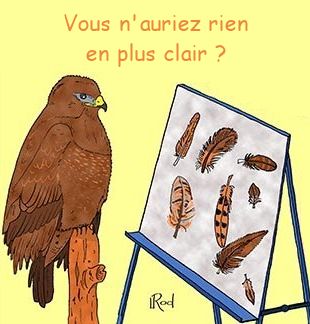 la livre d'un oiseau