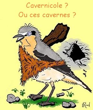 la bavette chez les oiseaux