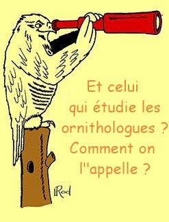 oiseau plagique