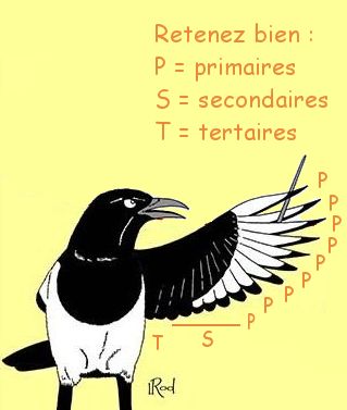 les rmiges, plumes du vol chez les oiseaux