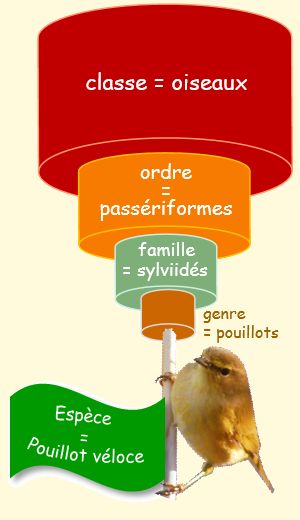 croquis de la classification du Pouillot vloce, publi dans la Fiche de Saison n33