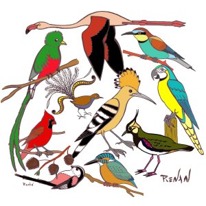 Les coloriages d'oiseaux de Pouyo