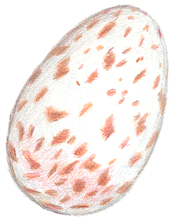 dessin de l'œuf de la mésange bleue, publié dans la Fiche de Saison n°21