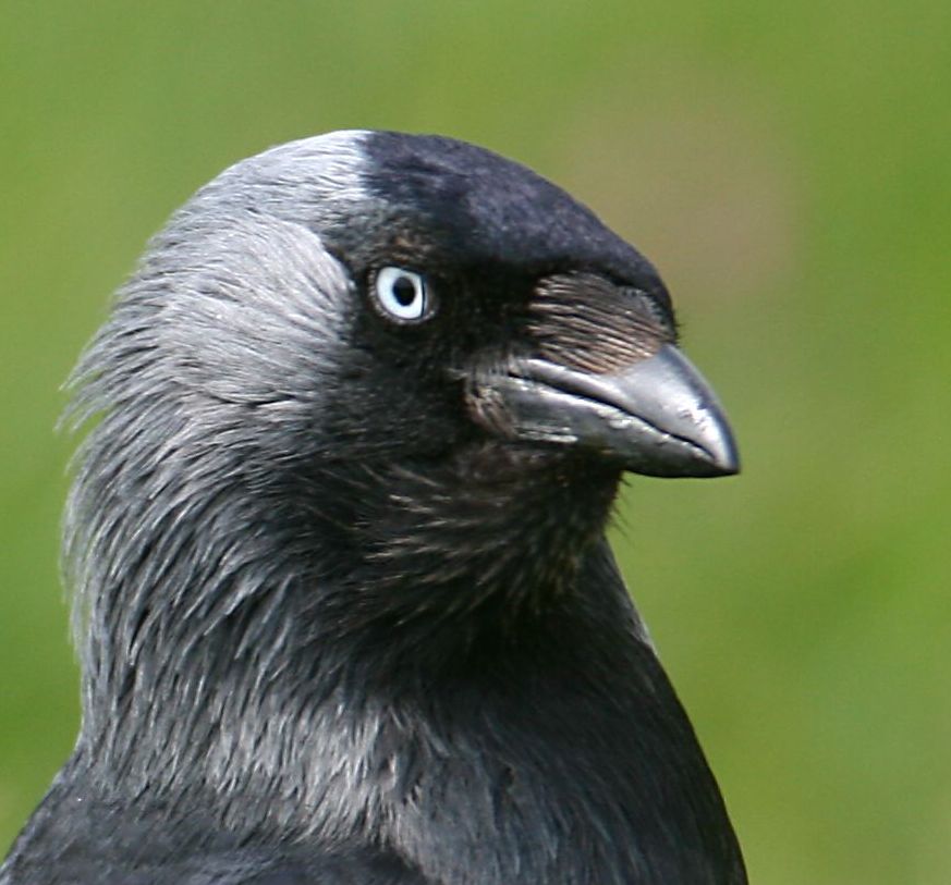 photo d'un Choucas des tours publie dans Pouyo n73