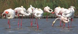 photo de Flamants roses publie dans Pouyo n46